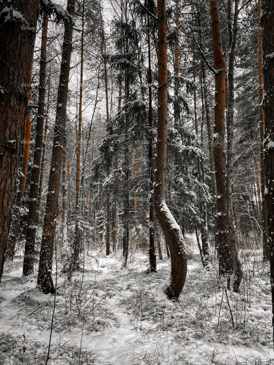 Winter forest 