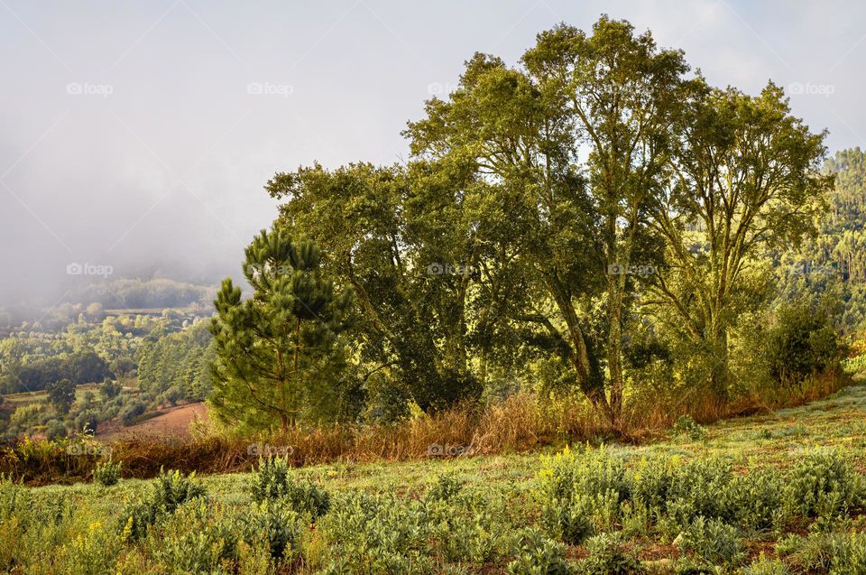 Misty morning, autumn landscape in Penela, Central Portugal 