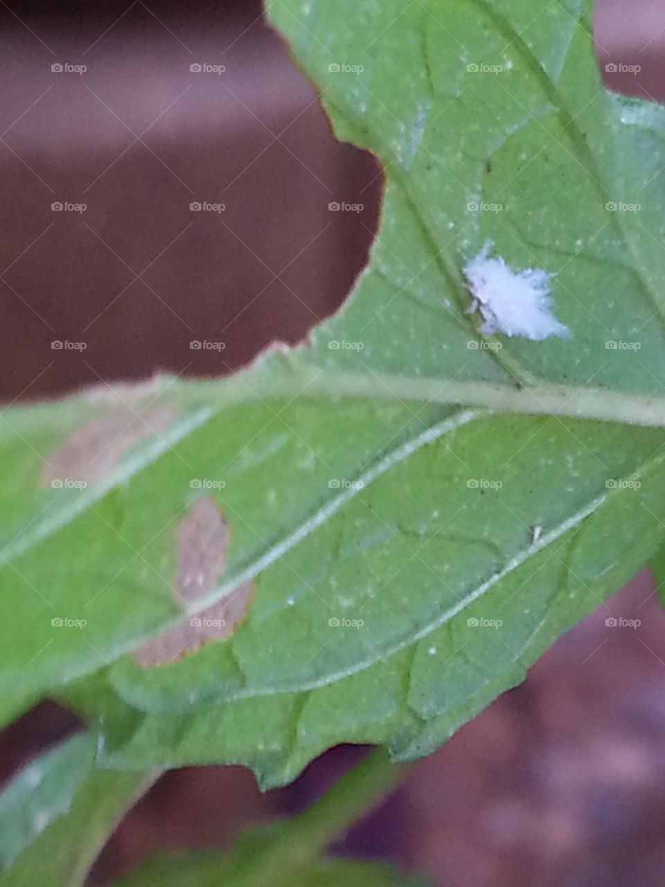 tiny fluffy hairy white caterpillar on my mint plant