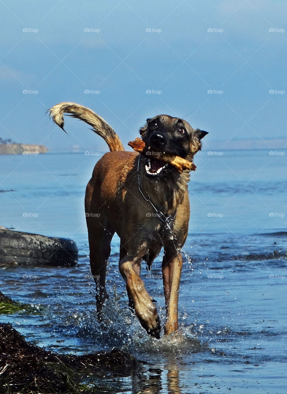 Dog shepherd malinois & Sea