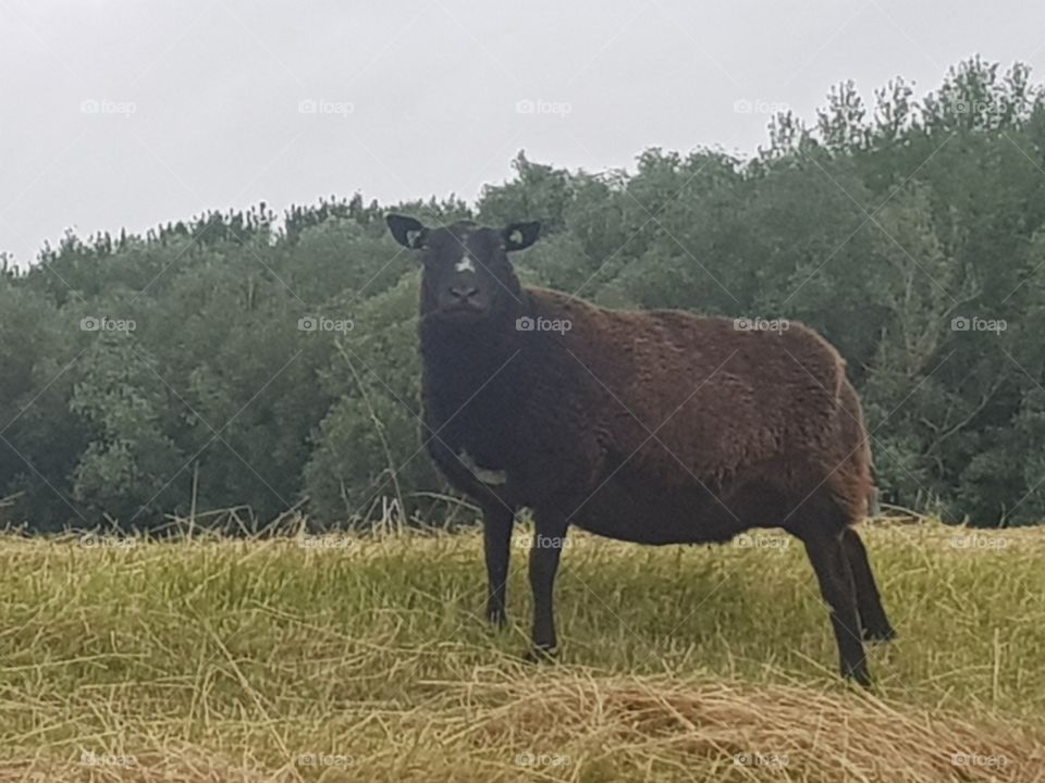 Dark brown sheep on the field.