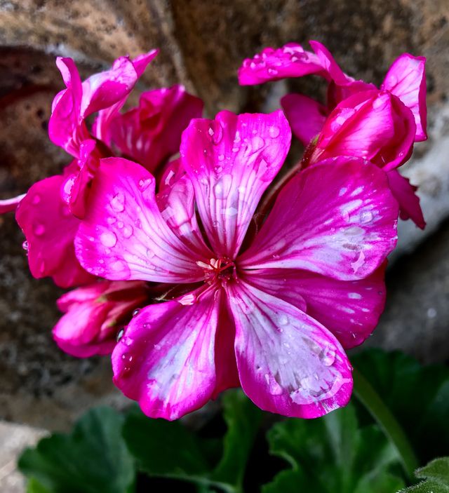 Beauty on a rainy morning 