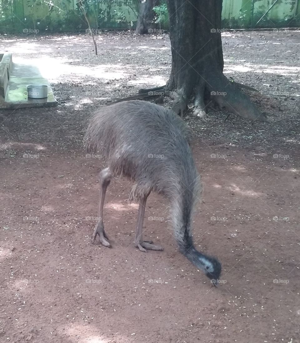 Emu
