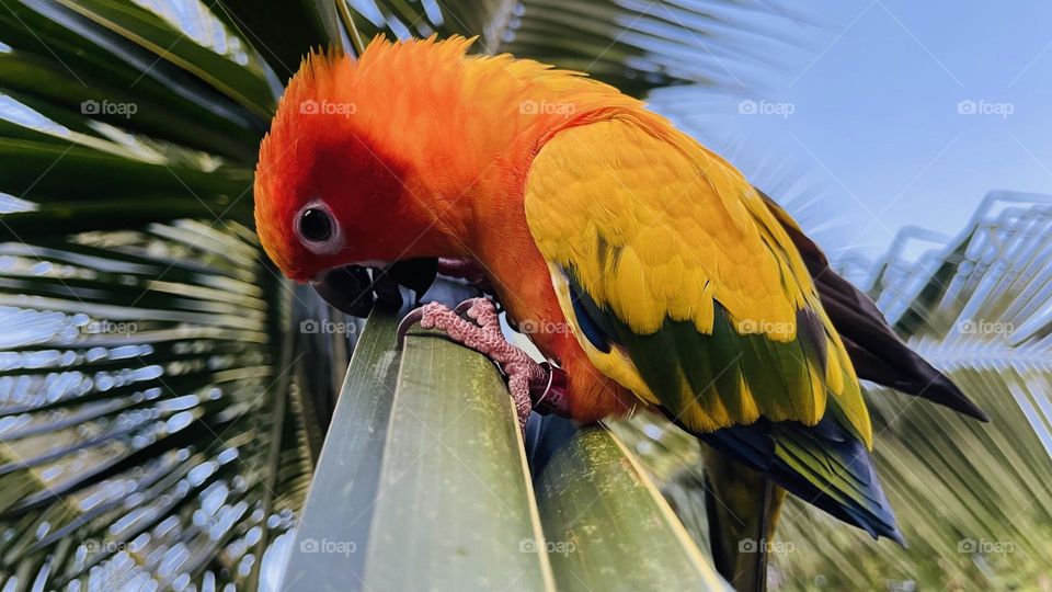 Birds and bee’s beauty 