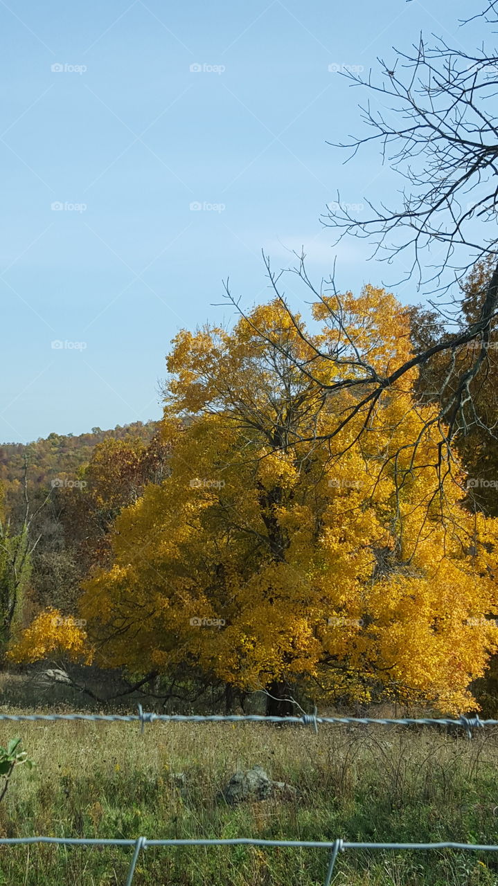 fall foliage