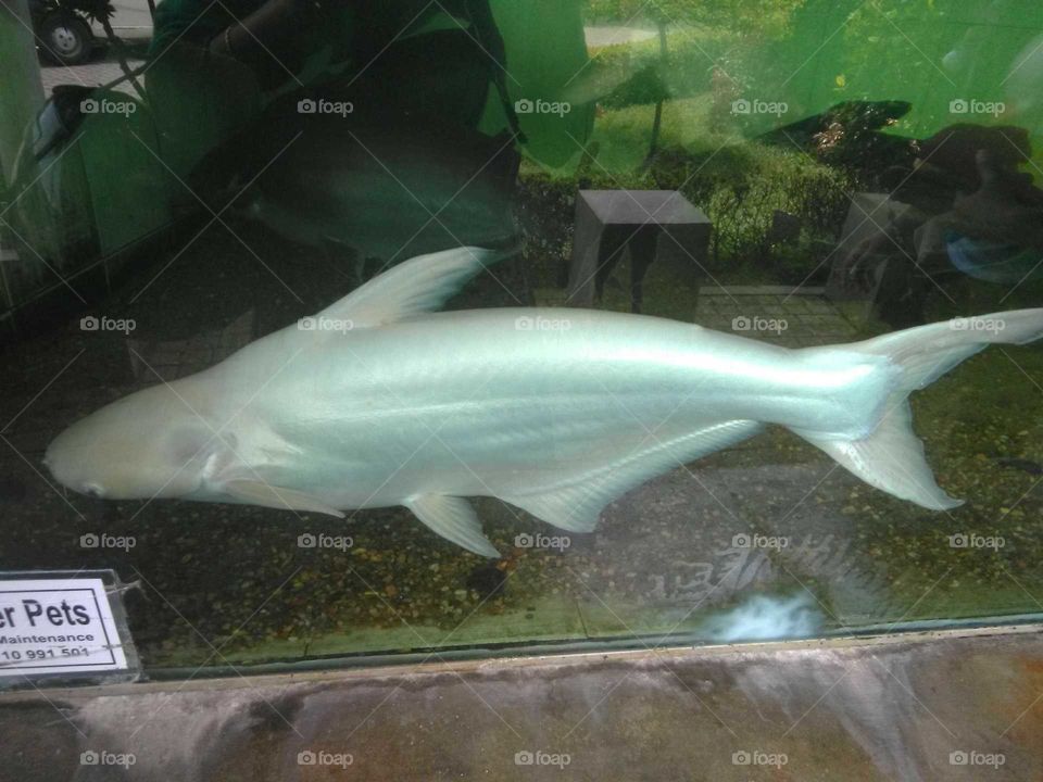 white cute fish