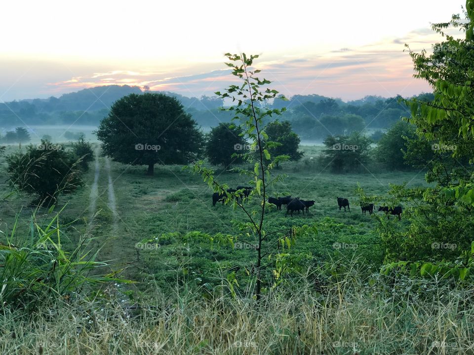 Tennessee Morning