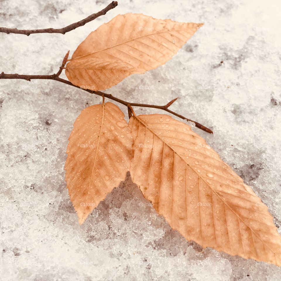 Fallen leaves in winter