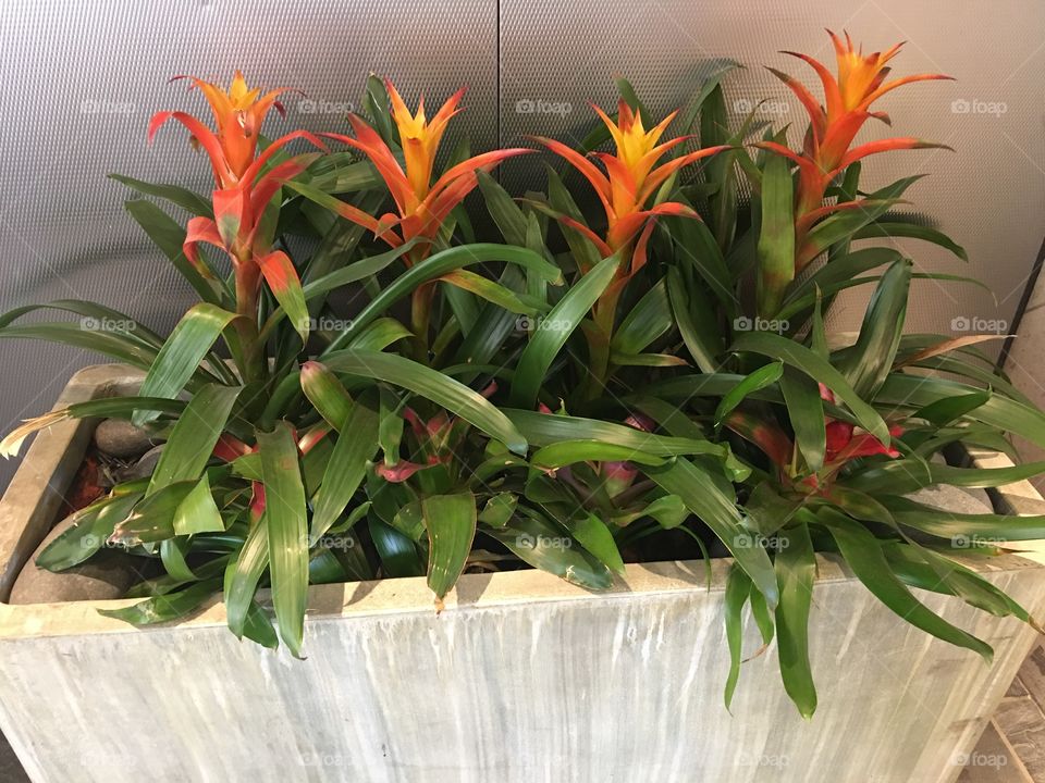 Beautiful blossoms in potted plant