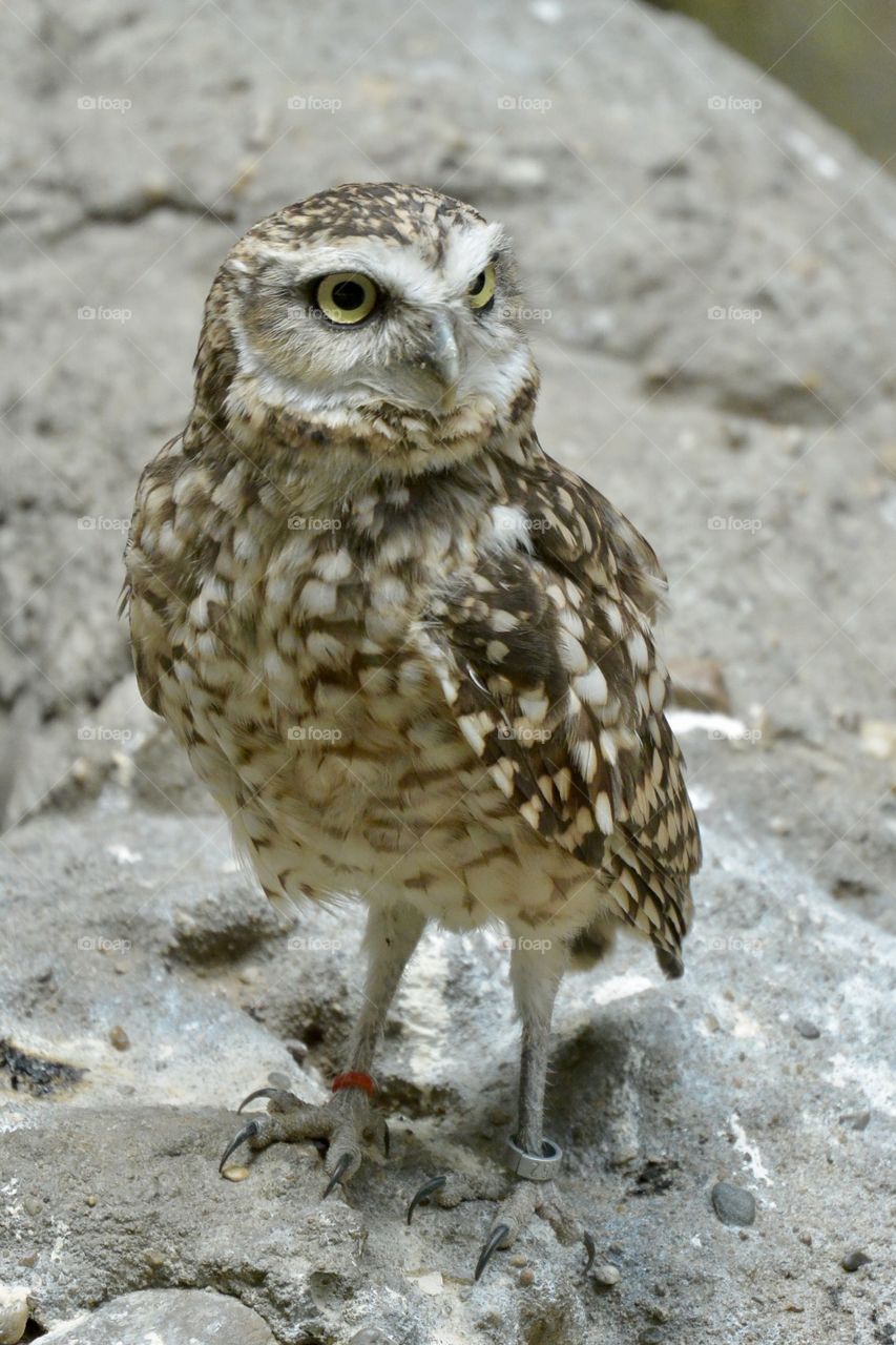A owl in a zoo