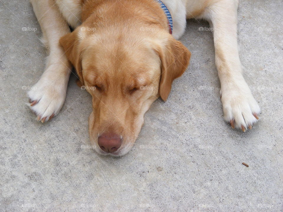 She is a yellow Labrador retriever and mother to 8.