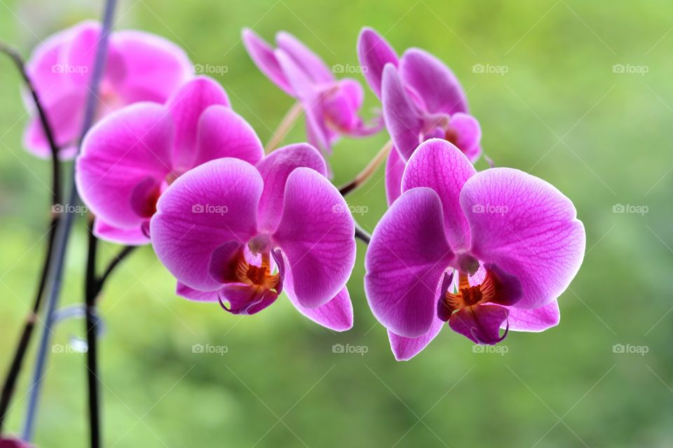 orchid flowers house plants beautiful