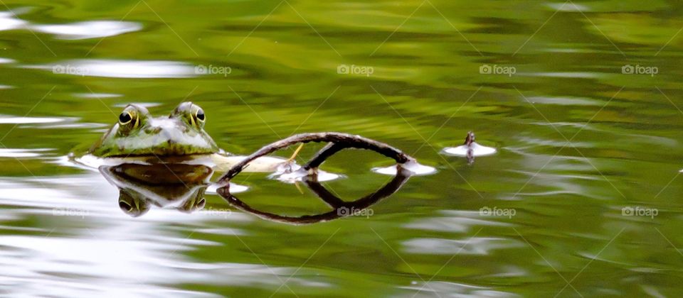 Frog on pond