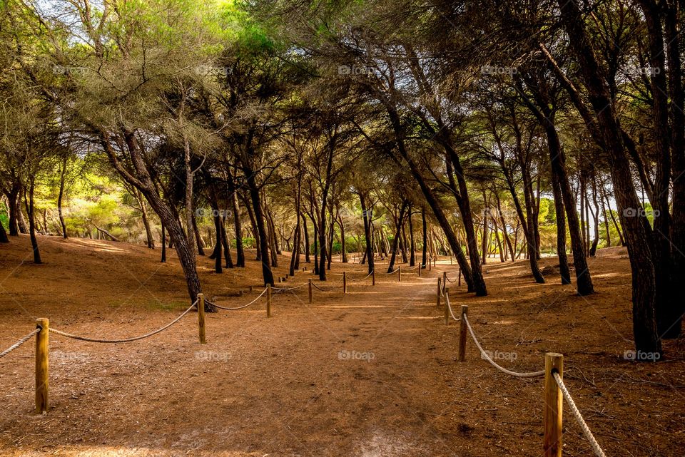 A rope fenced walking path with leaning trees through a small natural reserve from Can Picafort to Alcudia, Majorca, Balearic Islands, Spain
