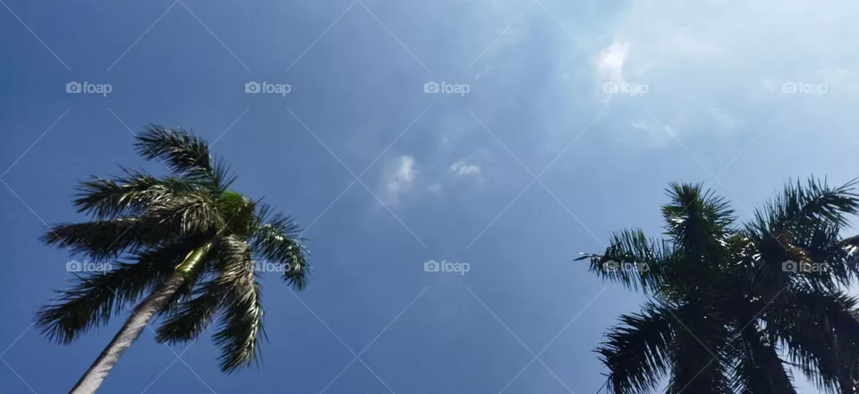 🌴