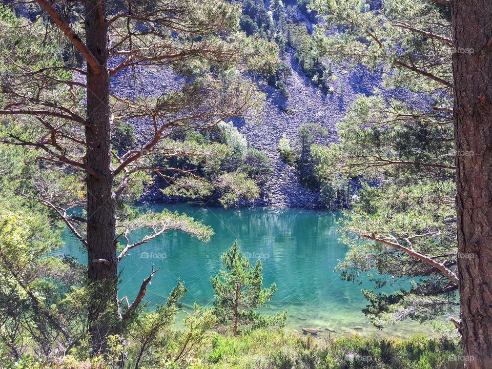 Beautiful hidden Loch in a Scottish Forest 