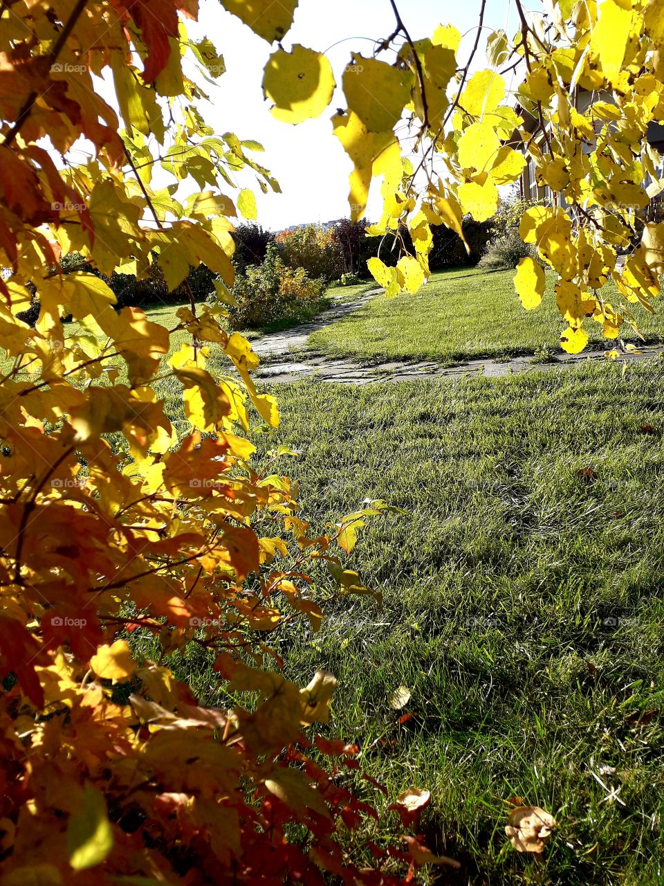 golden hour in autumn garden