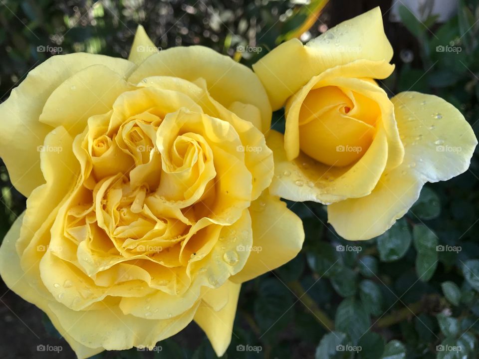 Yellow Rose