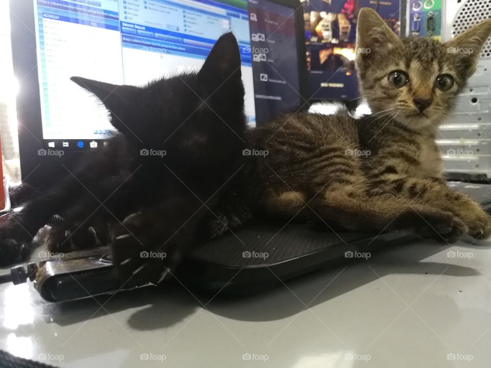 Kitten around laptop