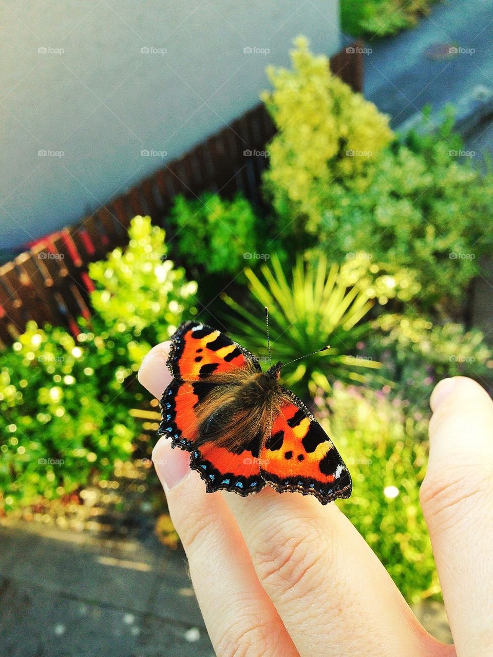 Butterfly hands