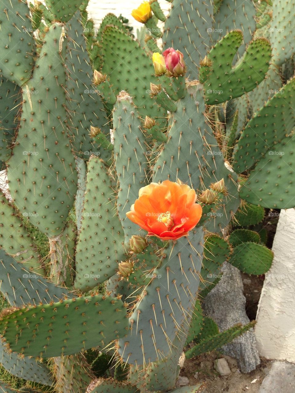 Orange cactus bloom