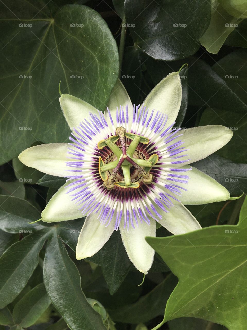 Delicate purple on Passion flower 