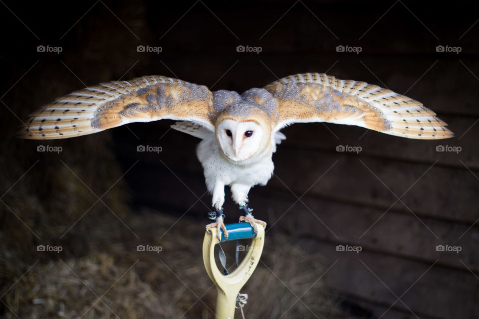 Barn owl defence readiness