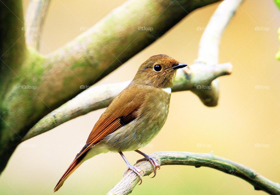 Vietnam wildlife  Pictures