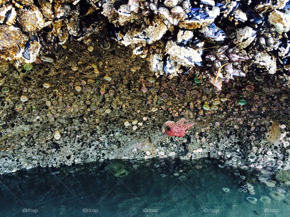 Tide Pools