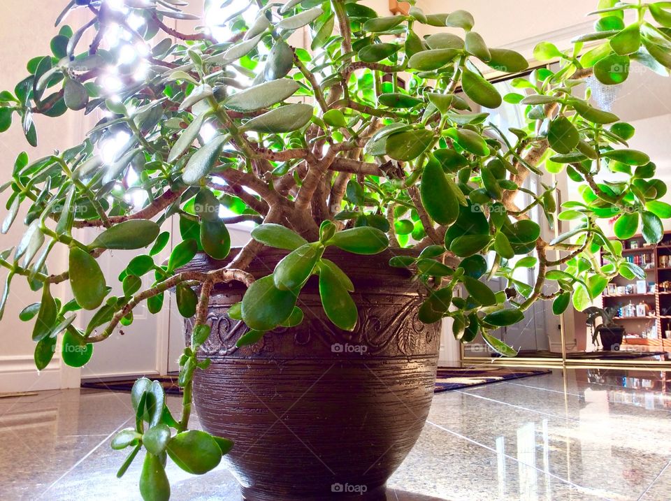 Jade Plant