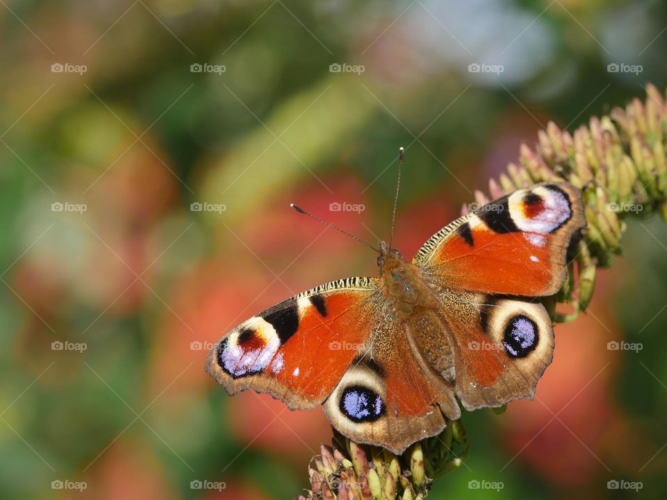 Peacock butterfly