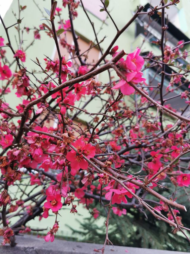 Spring is coming