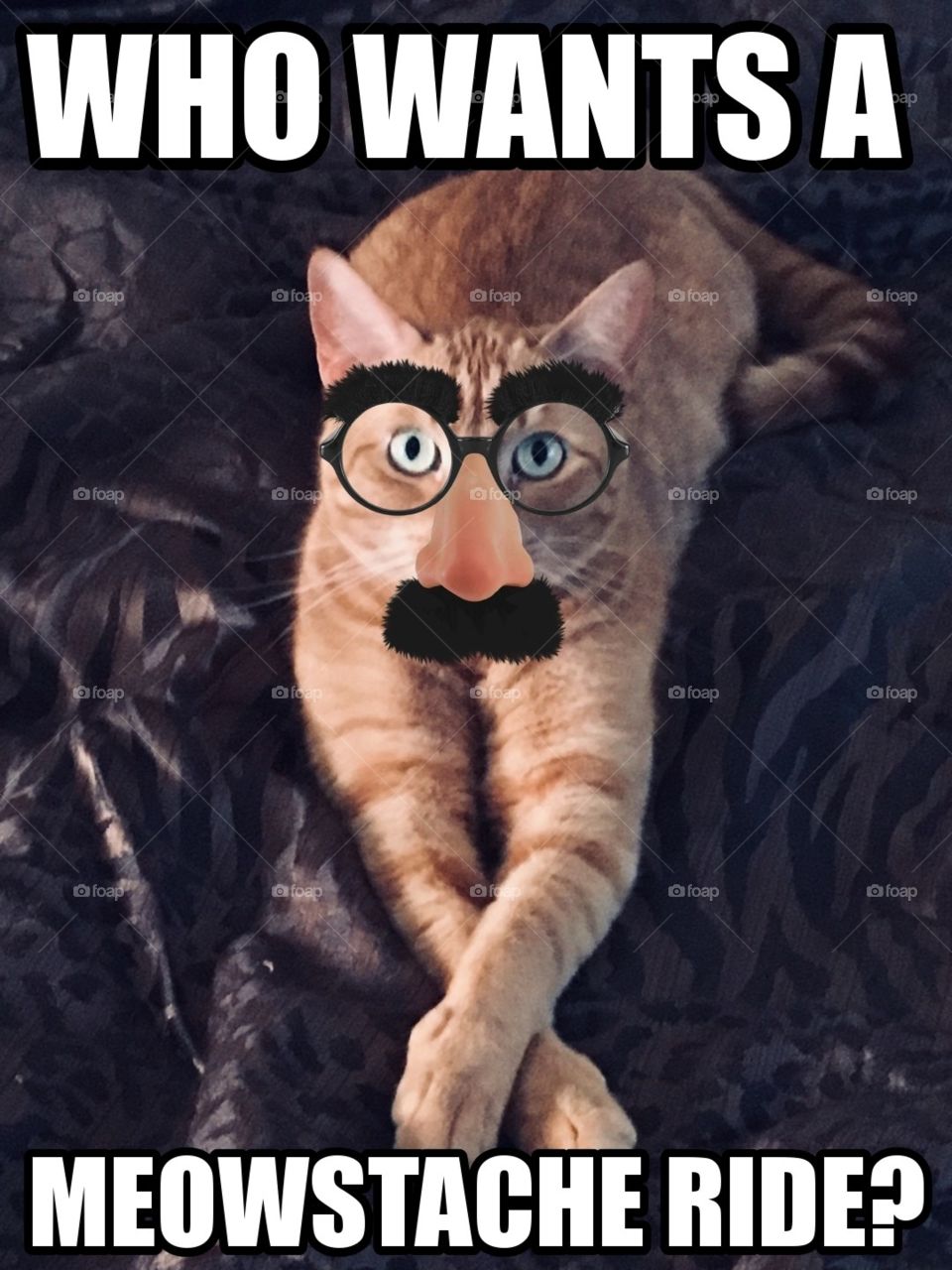 Who wants a meowstache ride?