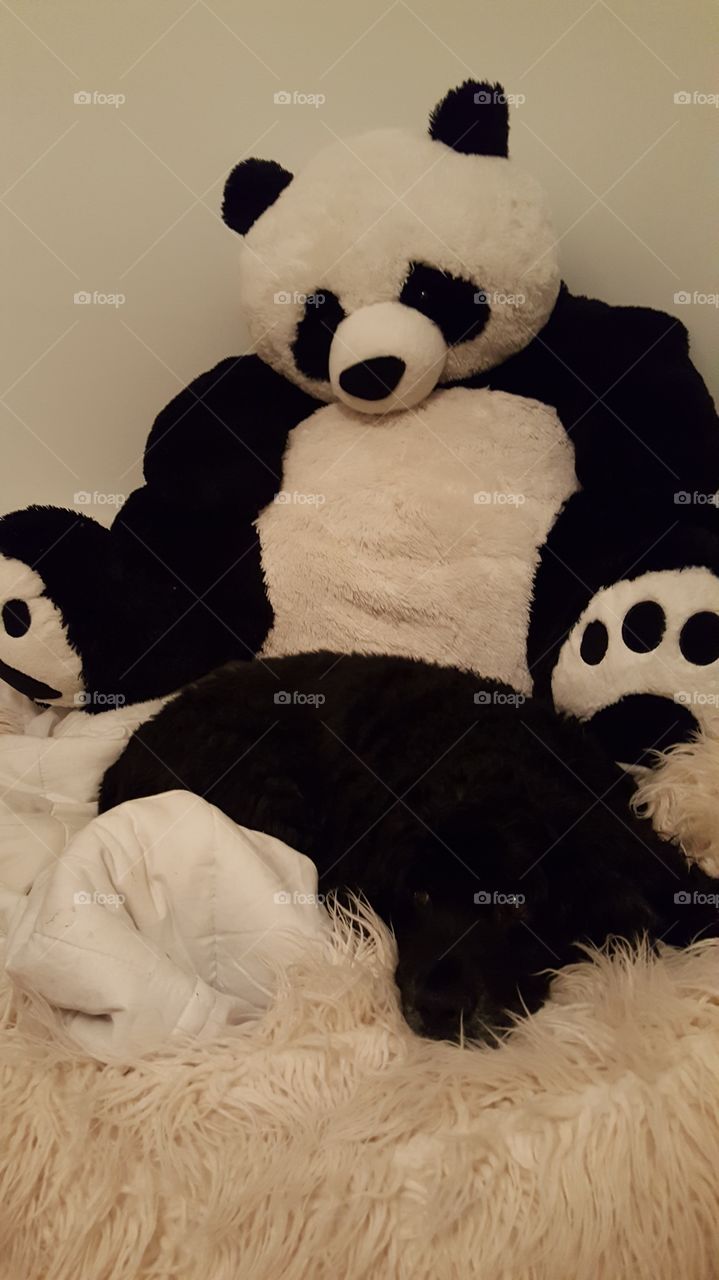 Panda Panda