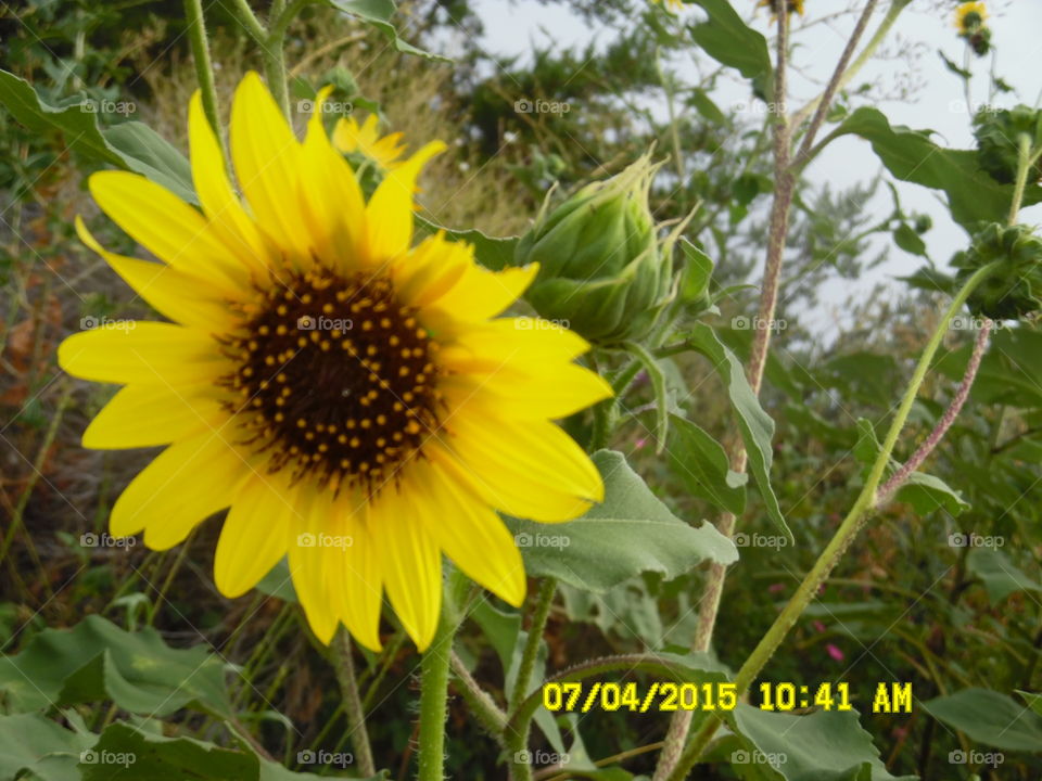 Texas sunflower π». This is a picture of a Texas sunflower π» that I saw while out exploring at the wildcatter ranch located east of Graham