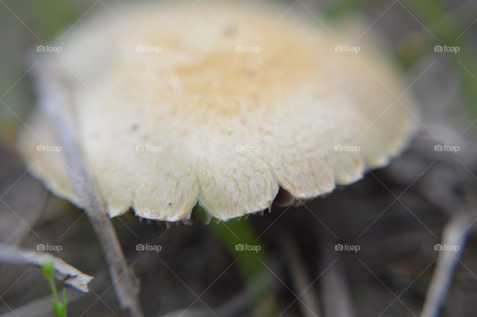 mushroom