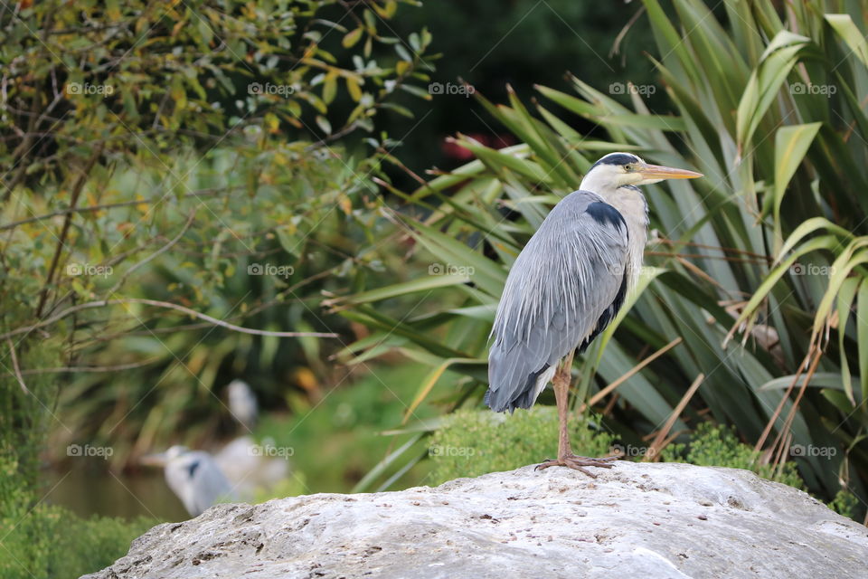 Gray heron