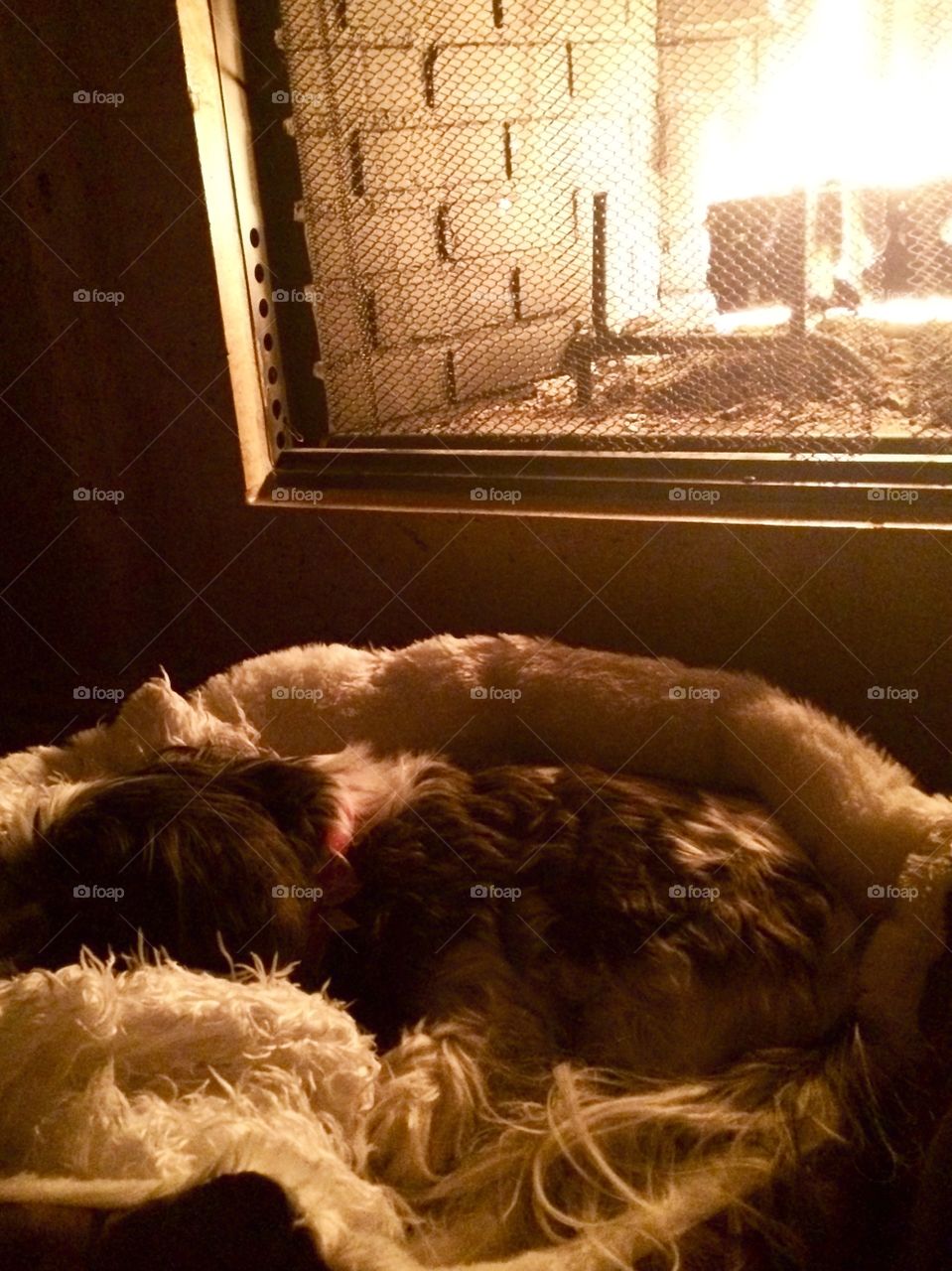 Sleepy pup by the fire