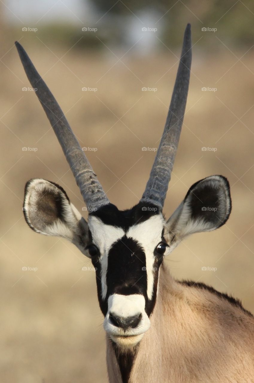 Young oryx