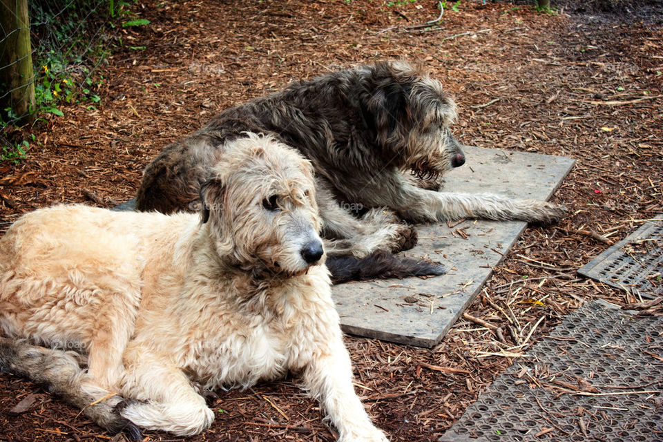 Irish Wolfhounds