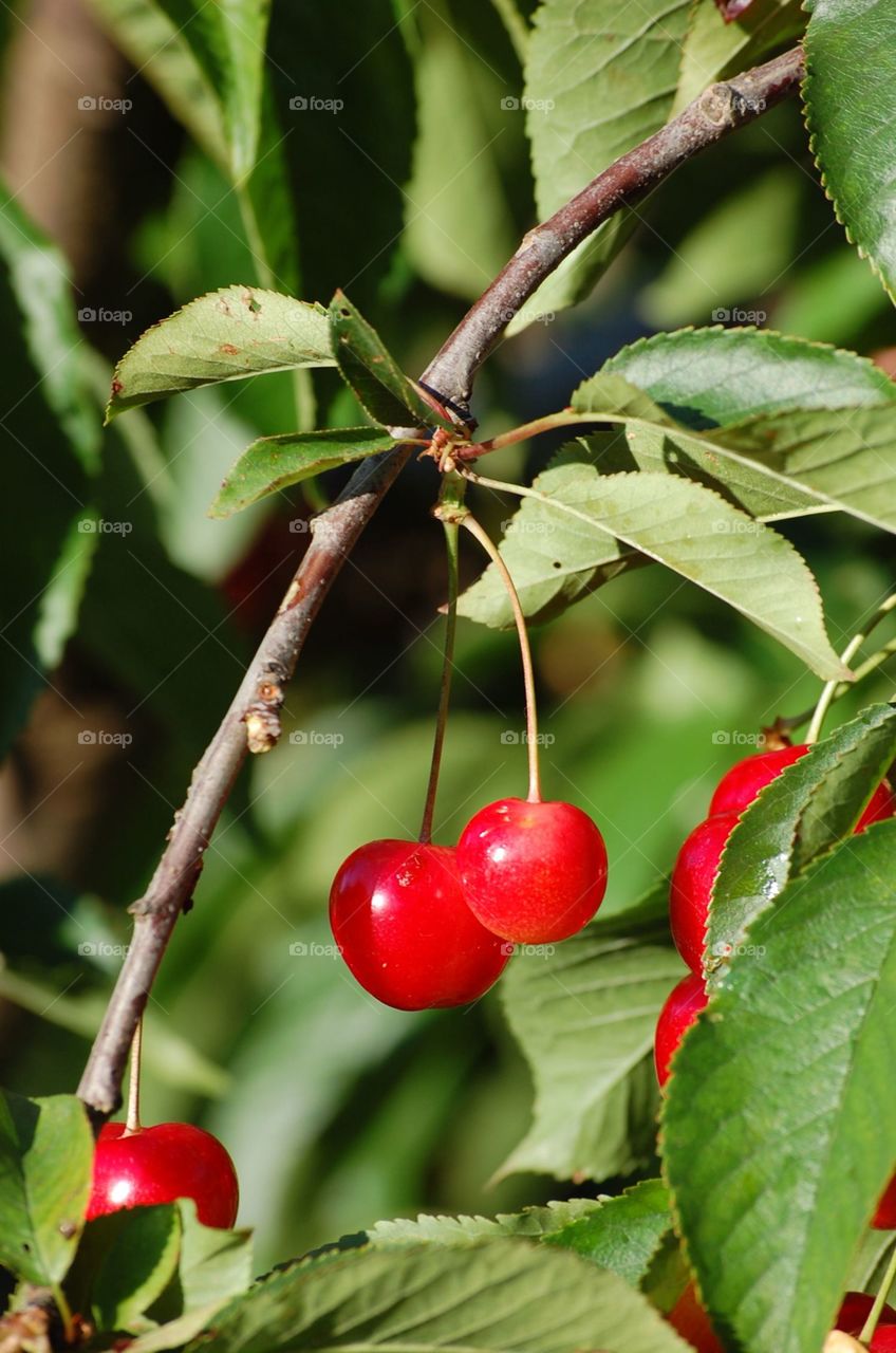 Cherries. Simple perfect flavor of joy