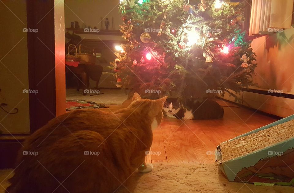 Cats and Christmas tree