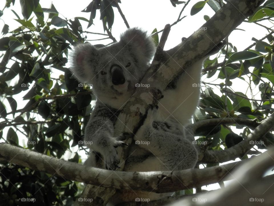 Koala