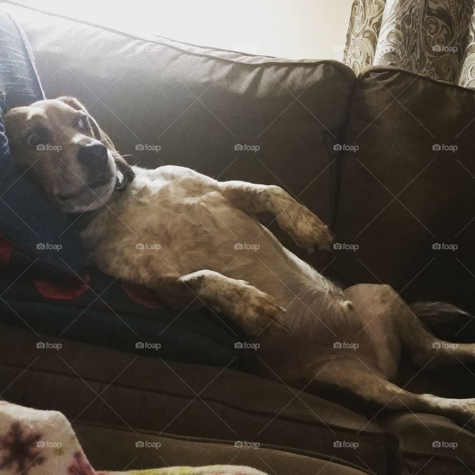 Hunter lounging on the couch watching his favorite show!
