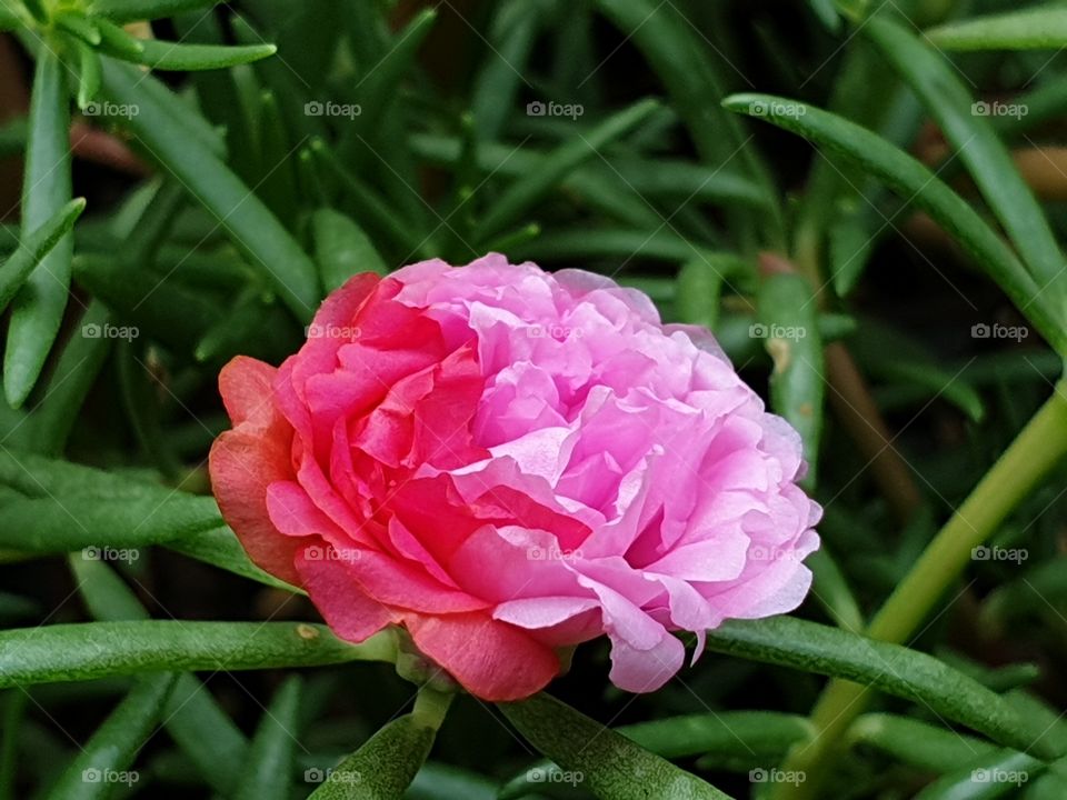 beautiful flowers in my garden