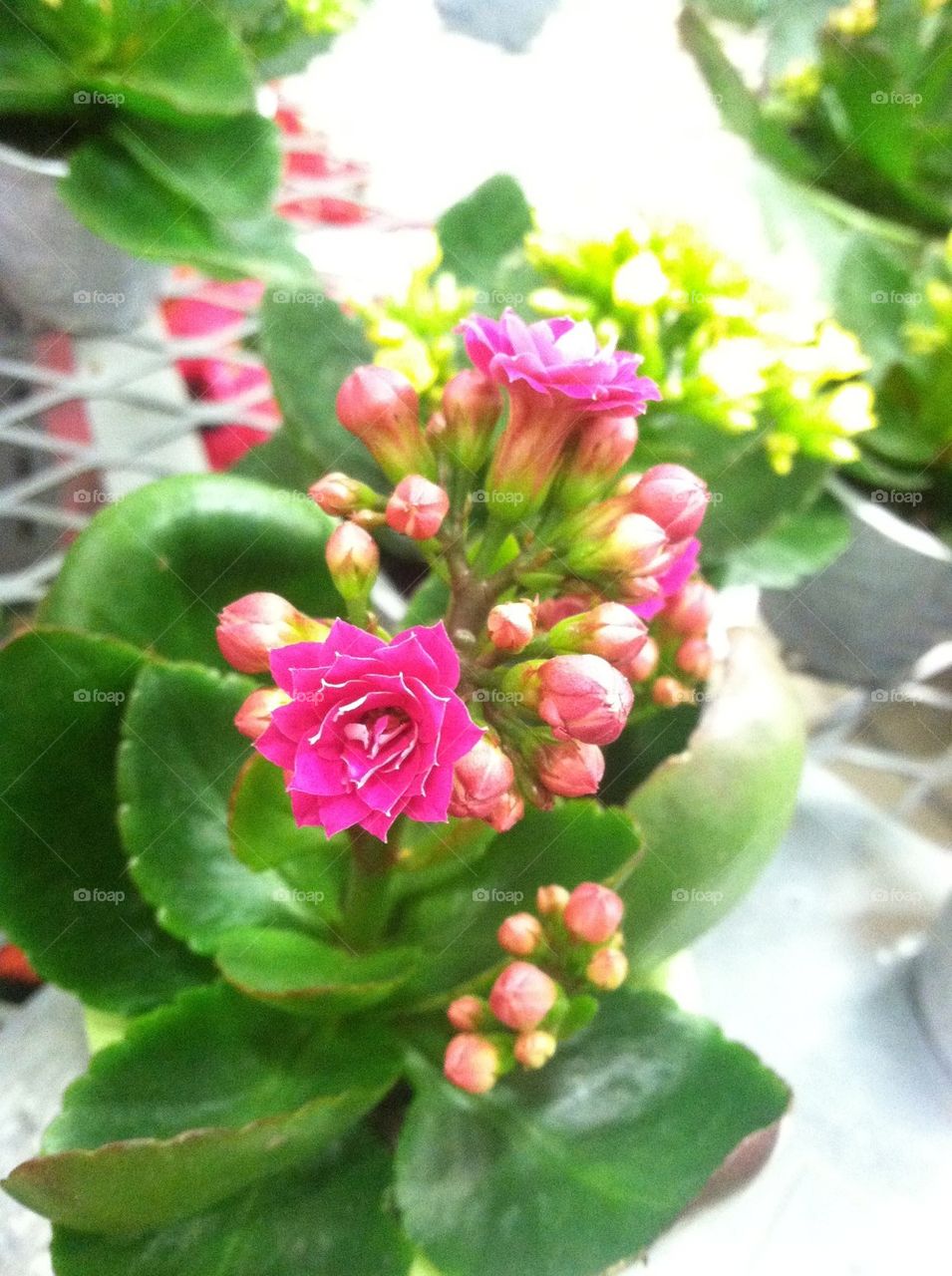 nice looking at flowers by 0susan0