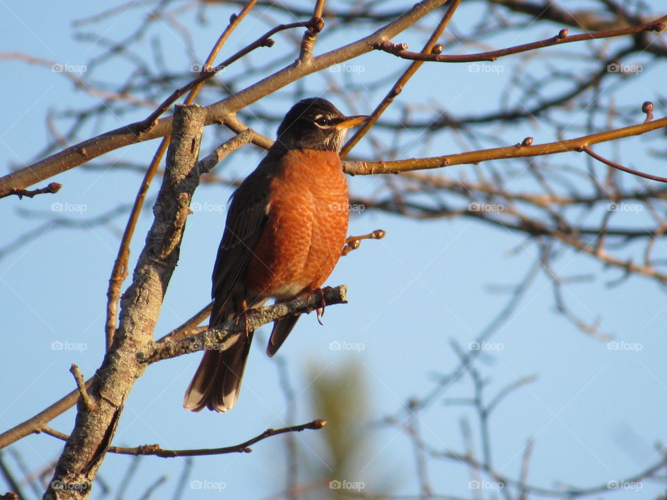 Bird, No Person, Wildlife, Winter, Tree