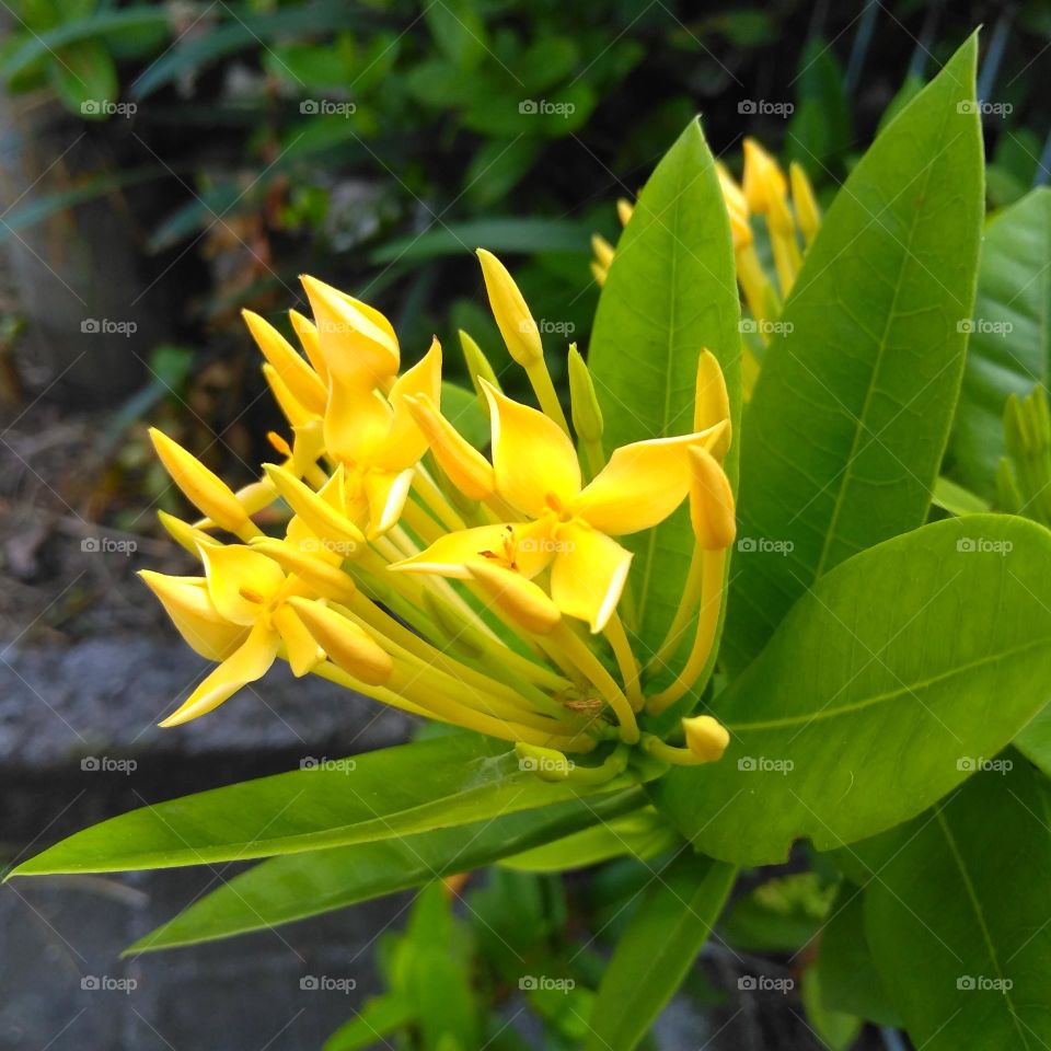 yellow flower on the garden