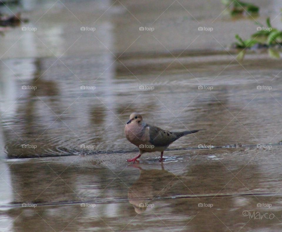 Dove strut after rain 
