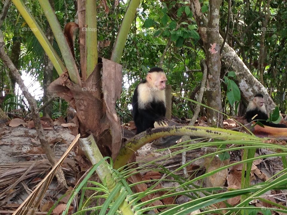 Capuchin Monkey